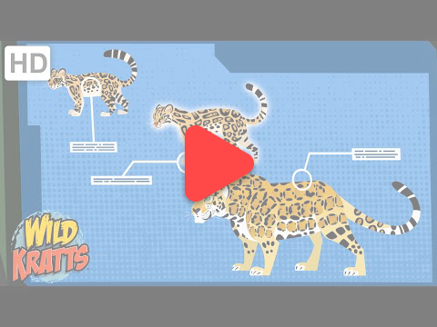 자연, 동물, 모험